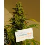 Сорт насіння канабісу Auto White Witch Fem
