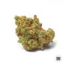 Семена конопли CRITICAL MASS от Bulk Seed Bank в Smartshop-smartshop.ua®