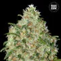 Насіння конопель AMNESIA PLATINUM від Bulk Seed Bank у Smartshop-smartshop.ua®