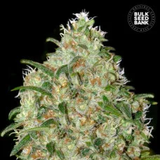 AMNESIA HAZE - Bulk Seed Bank