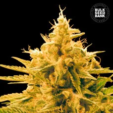 ANANAS FUNK - Bulk Seed Bank
