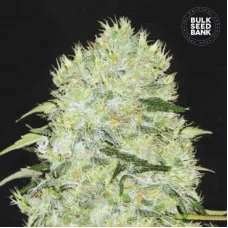 BUBBLEGUM EXTRA - Bulk Seed Bank
