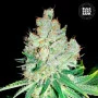 Семена конопли CHEESE от Bulk Seed Bank в Smartshop-smartshop.ua®