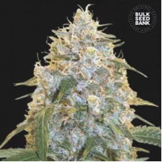 COCOPOPO - Bulk Seed Bank