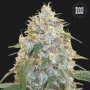 Насіння конопель COCOPOPO від Bulk Seed Bank у Smartshop-smartshop.ua®