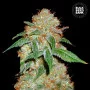 Cannabis seeds DARK DOMINA from Bulk Seed Bank at Smartshop-smartshop.ua®
