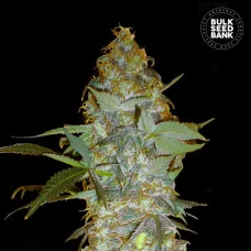 EUFORIA SPECIAL - Bulk Seed Bank