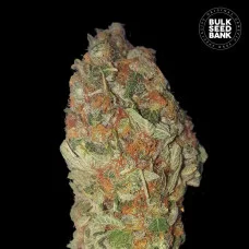 GREEN CANDY - Bulk Seed Bank