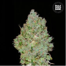 JACK HAIR - Bulk Seed Bank