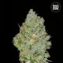 Насіння конопель JACK HAIR від Bulk Seed Bank у Smartshop-smartshop.ua®