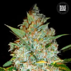 KALI’S MISTERY - Bulk Seed Bank