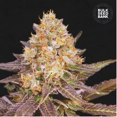 LAVENDER BEST - Bulk Seed Bank