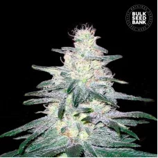 LOCOMOTIVE - Bulk Seed Bank