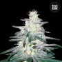 Cannabis seeds LOCOMOTIVE from Bulk Seed Bank at Smartshop-smartshop.ua®
