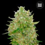 Насіння конопель MASTER KUSH GRAND від Bulk Seed Bank у Smartshop-smartshop.ua®