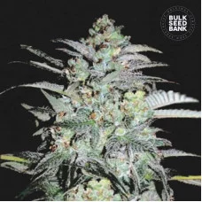 MAZAR EXTRA - Bulk Seed Bank