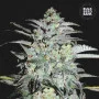 Cannabis seeds MAZAR EXTRA from Bulk Seed Bank at Smartshop-smartshop.ua®