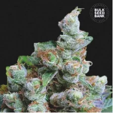 NBA DIESEL - Bulk Seed Bank