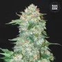 Насіння конопель OG KUSH від Bulk Seed Bank у Smartshop-smartshop.ua®