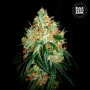 Семена конопли ORIGINAL ORANGE BUD от Bulk Seed Bank в Smartshop-smartshop.ua®