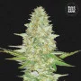 Cannabis seeds PERFECT POWER PLANT from Bulk Seed Bank at Smartshop-smartshop.ua®