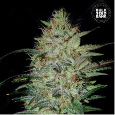 SENSIBLE STAR - Bulk Seed Bank
