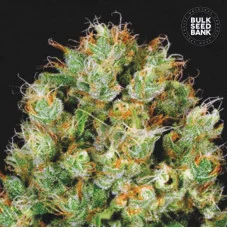SOUR DIESEL - Bulk Seed Bank