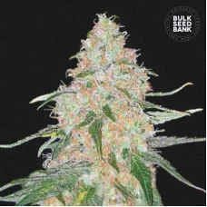 SPECIAL SKUNK - Bulk Seed Bank