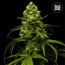 STRAWBERRY FERRY - Bulk Seed Bank