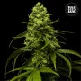 Семена конопли STRAWBERRY FERRY от Bulk Seed Bank в Smartshop-smartshop.ua®