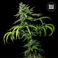 TROPICAL COCONUT - Bulk Seed Bank