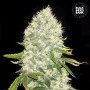 Семена конопли WHITE WIDOW от Bulk Seed Bank в Smartshop-smartshop.ua®
