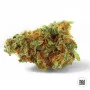 Насіння конопель JACK HAIR від Bulk Seed Bank у Smartshop-smartshop.ua®