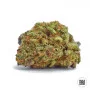 Cannabis seeds MAZAR EXTRA from Bulk Seed Bank at Smartshop-smartshop.ua®