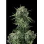 Сорт семян каннабиса MOBY DICK Auto