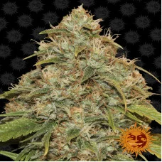 CBD LEMON POTION AUTO - Barney's Farm