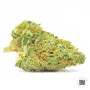 Насіння конопель CBD NEPAL GOLD від Bulk Seed Bank у Smartshop-smartshop.ua®