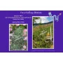 Сорт семян каннабиса Purple Paro Valley