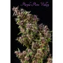 Сорт семян каннабиса Purple Paro Valley