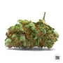 Cannabis seeds SENSIBLE STAR from Bulk Seed Bank at Smartshop-smartshop.ua®