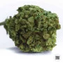 Насіння конопель WINNING CAKE від Bulk Seed Bank у Smartshop-smartshop.ua®