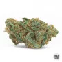 Cannabis seeds ZKITTLY ZI ZI from Bulk Seed Bank at Smartshop-smartshop.ua®