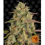 Cannabis seeds AMNESIA LEMON from Barney's Farm at Smartshop-smartshop.ua®