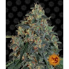 BLUEBERRY OG - Barney's Farm