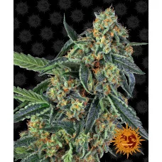 COOKIES KUSH - Barney's Farm