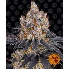 GELATO - Barney's Farm