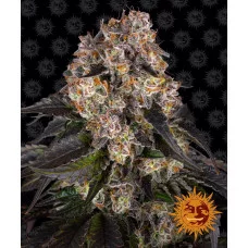 GIRL SCOUT COOKIES - Barney's Farm