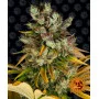 Семена конопли GMO от Barney's Farm в Smartshop-smartshop.ua®