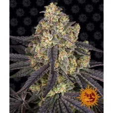 KUSH MINTZ - Barney's Farm