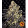 Семена конопли KUSH MINTZ от Barney's Farm в Smartshop-smartshop.ua®